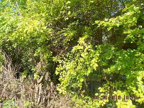 18889 Cardoni (3)_m.jpg